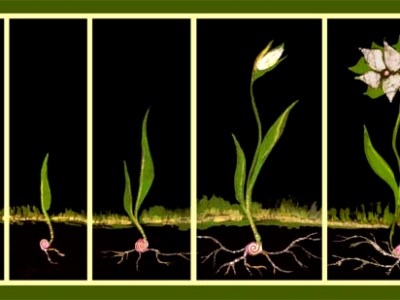 Growing in the New&nbsp;Year